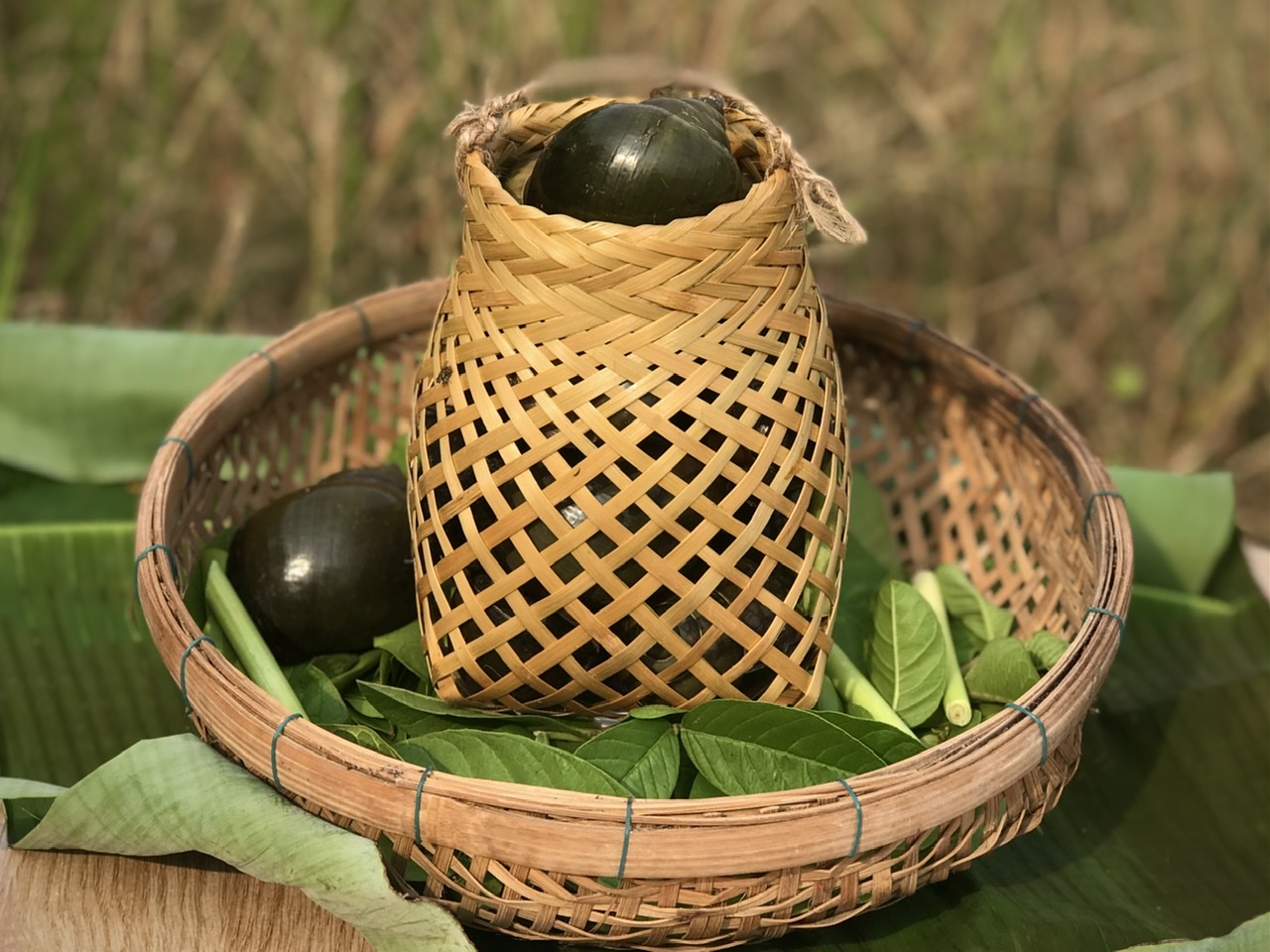Ốc gác bếp