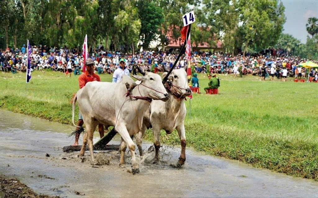 Hội đua bò Bảy Núi - nét văn hóa độc đáo của đồng bào dân tộc thiểu số Khmer (An Giang)